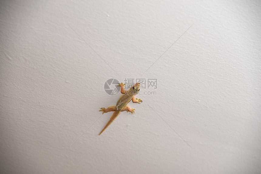 Gecko 壁岩爬虫栖息蜥蜴棕色壁虎图片