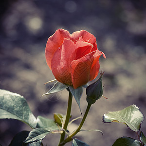 玫瑰花花园艺植物群玫瑰花园叶子图片