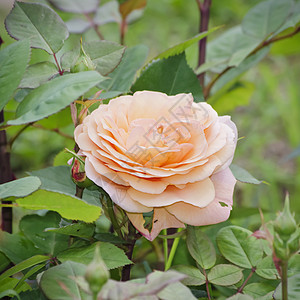 玫瑰花花叶子园艺植物群玫瑰花园图片