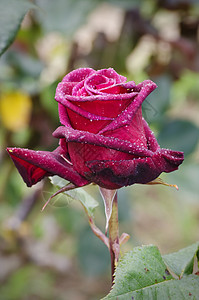 玫瑰花花玫瑰叶子花园园艺植物群图片