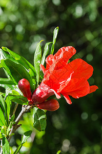 充满活力的红色石榴阳光花和花蕾图片