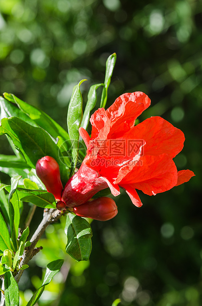 充满活力的红色石榴阳光花和花蕾图片