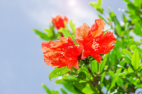 颗粒的春春花枝和背面红花图片