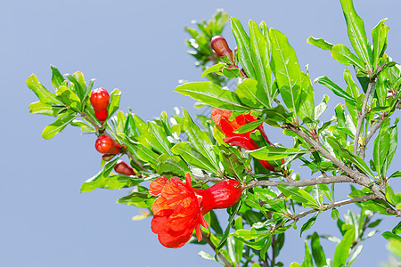 春春花花的枝子 石榴花 日光红花图片