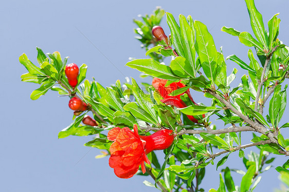 春春花花的枝子 石榴花 日光红花图片