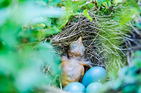 卵用户外的春天高清图片