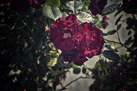 红玫瑰玫瑰分支机构绿色花园蔷薇树叶白色图片