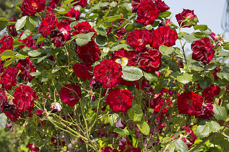 红玫瑰玫瑰白色树叶分支机构绿色花园蔷薇图片