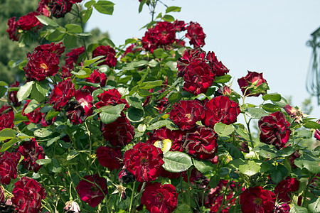 红玫瑰玫瑰绿色树叶花园分支机构蔷薇白色图片