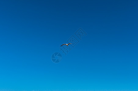 蓝色天空中海鸥海岸自由荒野旅行羽毛动物海洋阳光太阳翅膀图片