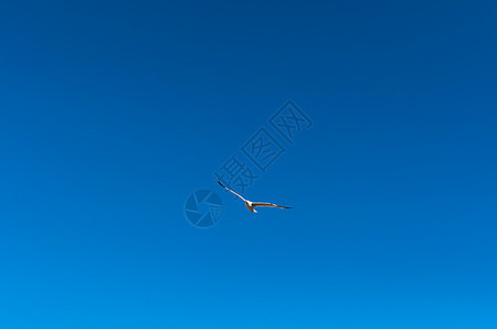 蓝色天空中海鸥海景翅膀阳光天堂飞行羽毛野生动物自由荒野海滩图片