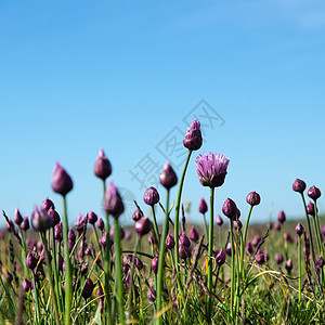 在一片蓝天的草原上 闪耀野大蒜和芽露图片