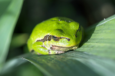 绿青蛙藏在树叶中图片