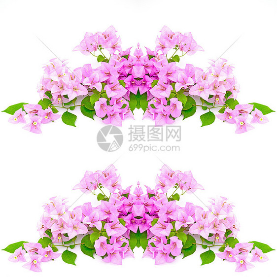 哥伦比亚树叶风格植物群粉色花束装饰紫色花瓣花园植物图片