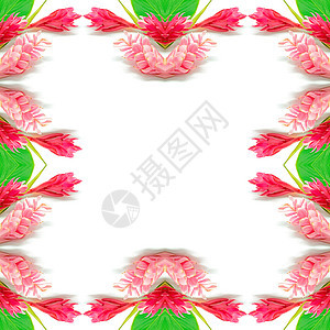 姜花花卉情调紫姜植物粉色异国红色热带花园花瓣背景图片