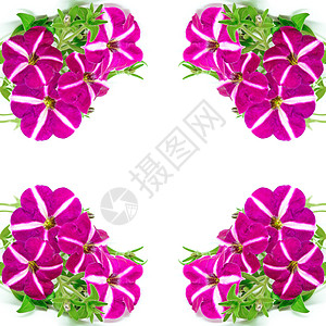 eterunia 立体花园紫色叶子植物学团体花瓣树叶植物植物群花束背景图片