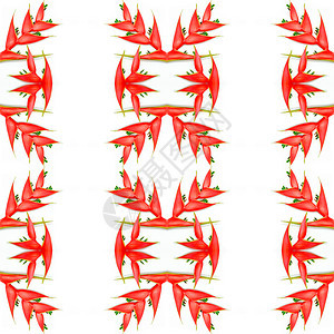 希利奥亚白色花瓣热带森林花园葫芦宏观红色美丽植物学图片