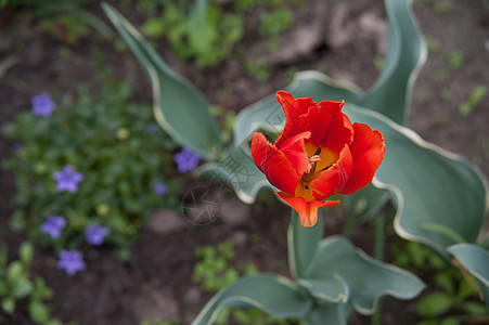 红色郁金红花瓣郁金香季节植物学花园绿色生活活力植物园艺图片