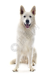 瑞士牧羊人牧羊犬动物白色宠物成人文化男性工作室图片