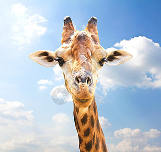 蓝色天空背景的长颈鹿特写肖像图片