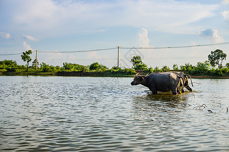 泰国水牛黑色动物喇叭工作收成池塘农场肌肉文化哺乳动物图片