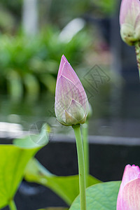 美丽的香香粉红水百合树叶花园荷叶植物花瓣情调睡莲园艺植物群生态图片