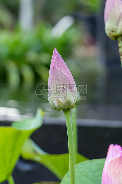 美丽的香香粉红水百合树叶花园荷叶植物花瓣情调睡莲园艺植物群生态图片