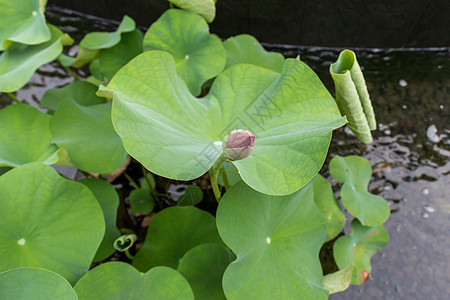 美丽的香香粉红水百合生长植物雄蕊香味植物群荷叶睡莲热带园艺池塘图片