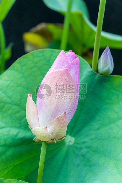 美丽的香香粉红水百合荷叶异国植物树叶植物群生态雄蕊花园花瓣情调图片