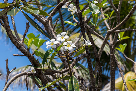 树上花朵的弗朗吉帕尼分支机构植物香味生长植物群蓝色灌木情调异国芳香图片