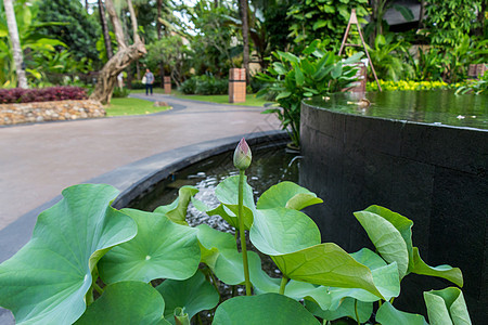 美丽的香香粉红水百合花瓣雄蕊花园生态香味树叶情调异国热带园艺图片