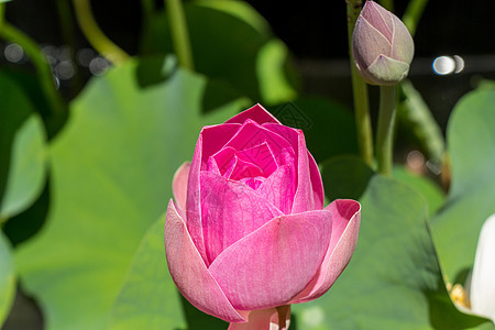 美丽的香香粉红水百合花瓣雄蕊植物热带生态树叶异国根茎生长池塘图片