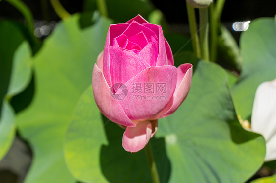 美丽的香香粉红水百合花园生态香味园艺雄蕊植物情调根茎异国树叶图片