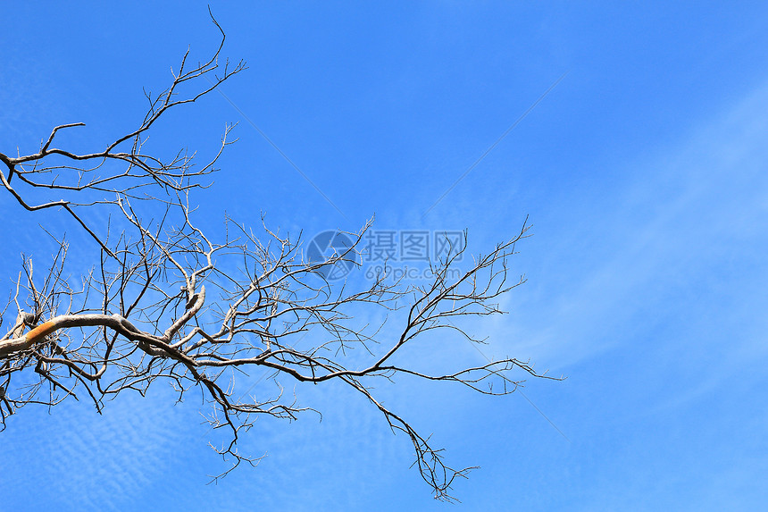 树枝与蓝天对立天气蓝色植物木头天空树干森林图片