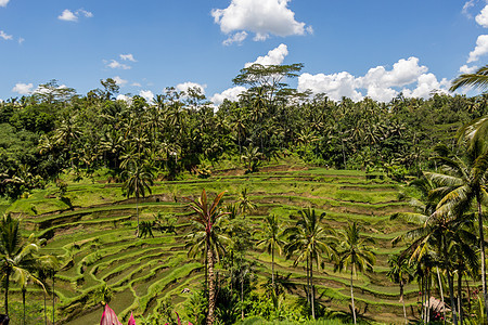 巴厘岛绿梯田林农田热带旅行农场生长棕榈山坡地形农村梯田图片