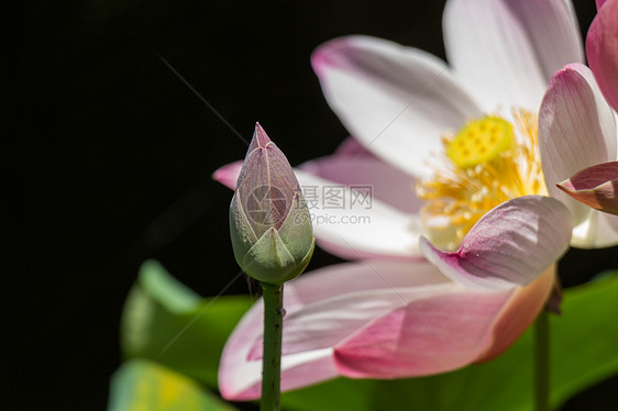 美丽的香香粉红水百合根茎雄蕊异国热带园艺植物情调荷叶睡莲生长图片