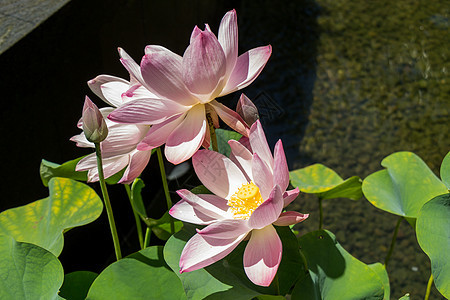 美丽的香香粉红水百合池塘香味热带树叶生态花园荷叶植物园艺情调图片