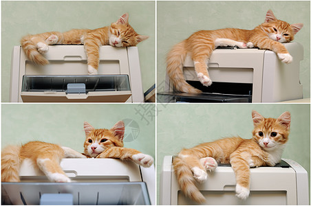 小猫睡在打印机上动物哺乳动物条纹橙子宠物办公用品图片