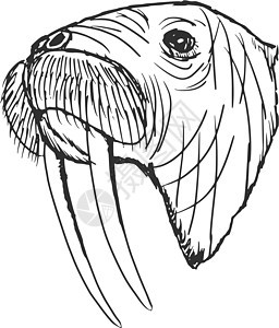 海象体海洋插图荒野海滩獠牙男性怪物手绘圆圈动物图片