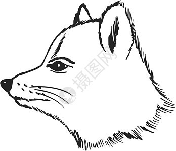 极地狐生物头发手绘动物动物学兔兔鼻子季节监督野生动物图片