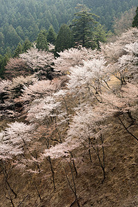 樱花花的风景叶子场景李子季节天空农业爬坡植物樱花花园图片