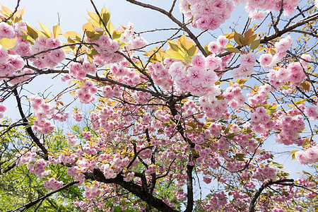 樱花花植物旅游风景季节旅行植物学粉色游客樱花植物群图片