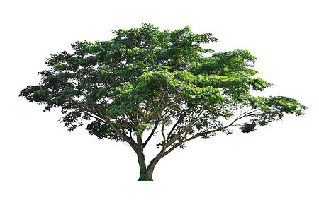 白色背景上的树季节性绿色收藏植物学森林植物生长叶子环境图片