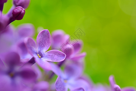 绿色背景上的春紫花花朵Name雌蕊叶子植物园艺紫色季节花园芳香衬套植物学图片