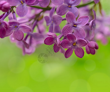 绿色背景上的春紫花花朵Name植物园艺衬套植物学蓝色叶子花瓣生长礼物花园图片