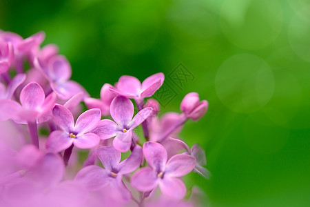 绿色背景上的春紫花花朵Name叶子园艺花园蓝色芳香植物季节花瓣衬套植物学图片