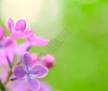 绿色背景上的春紫花花朵Name植物学芳香生长植物叶子季节紫色蓝色衬套花瓣图片