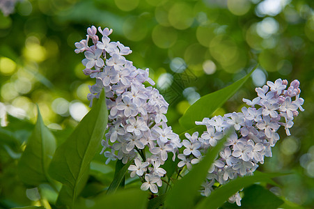 长线的分支衬套生长花瓣紫丁香叶子绿色植物植物学紫色季节图片
