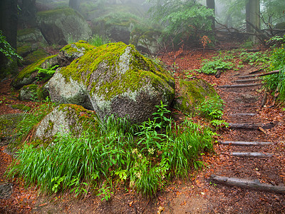 公平林楼梯途径木材叶子远足森林地衣木头传奇山毛榉图片