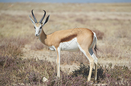 斯普林博克羚羊跳羚哺乳动物野生动物喇叭鹿角荒野公园国家动物图片